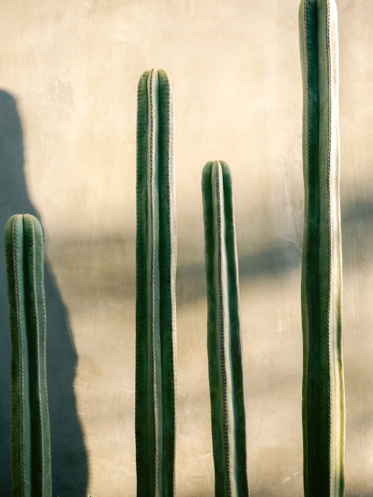 Oaxaca Shades of Green | Mexico travel photography by Raisa Zwart — canvas wall art