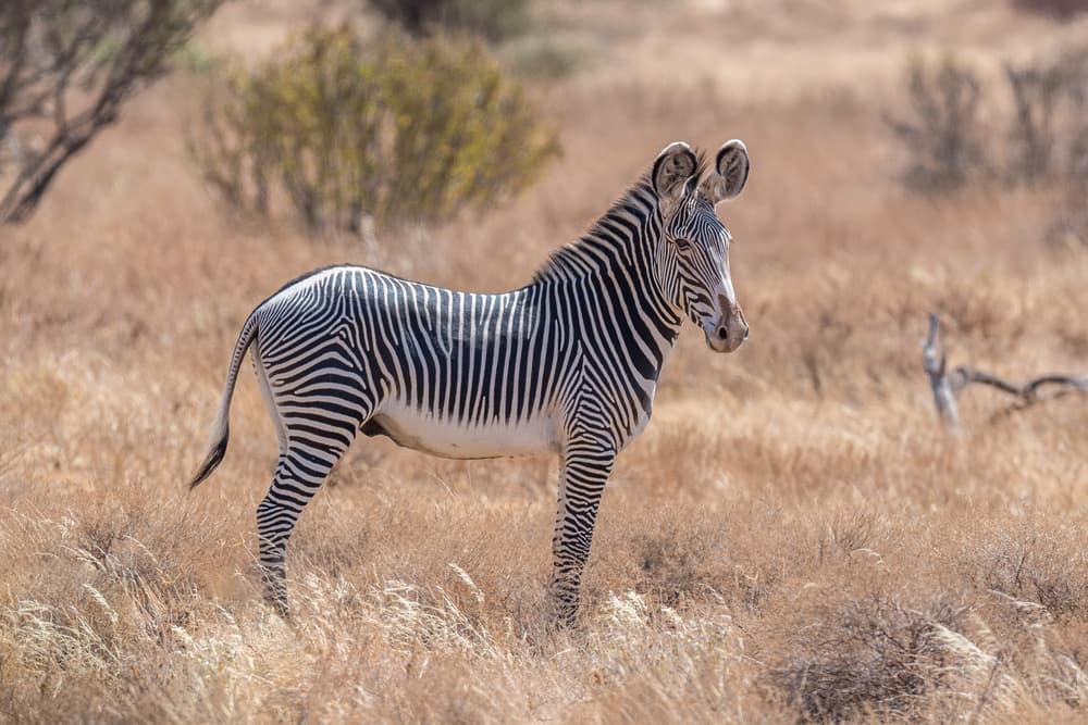 Grevy's Zebra Savanna by Jeffrey C. Sink — canvas wall art