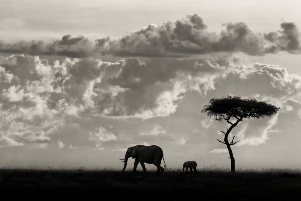 Elephant Family Safari by Mario Moreno — canvas wall art