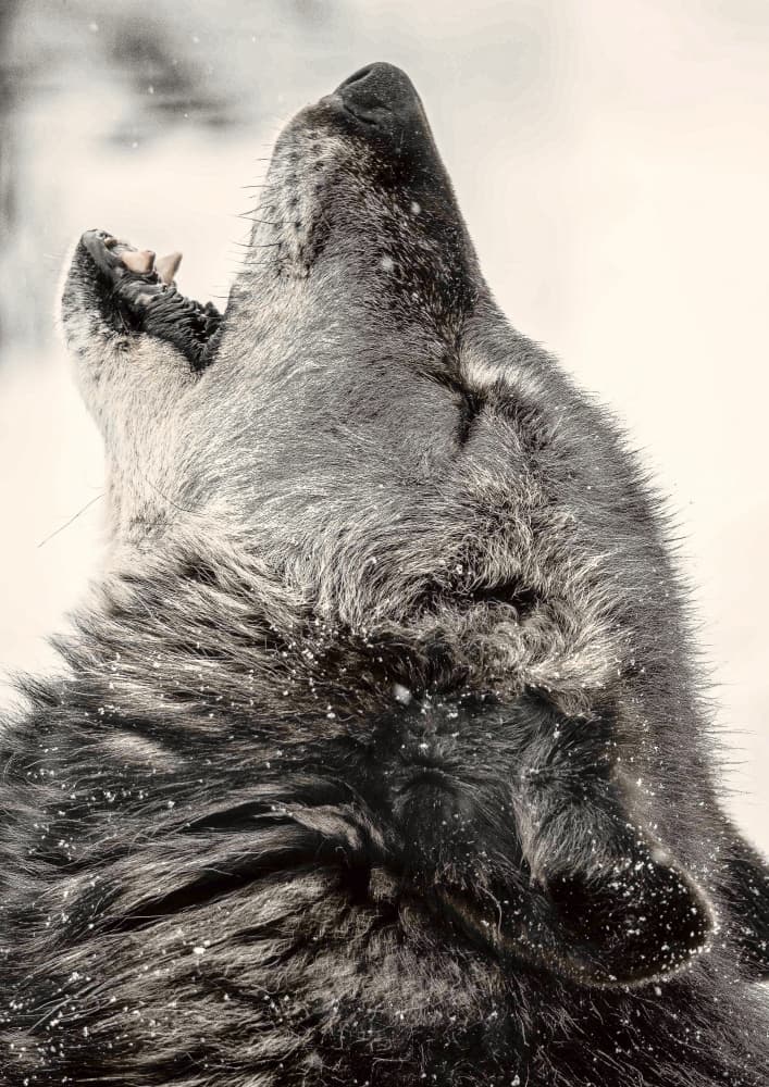 Soul howling by 大山　儀高 — canvas wall art
