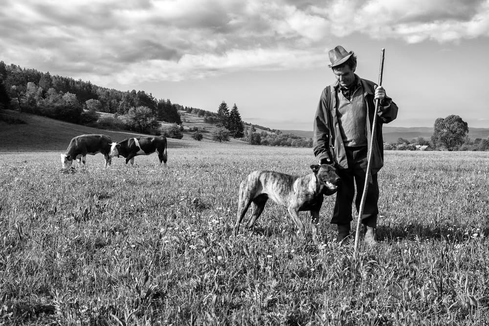 Man Dog and Grazing Cows by Zoran Toldi (EFIAP AZSF) — canvas wall art