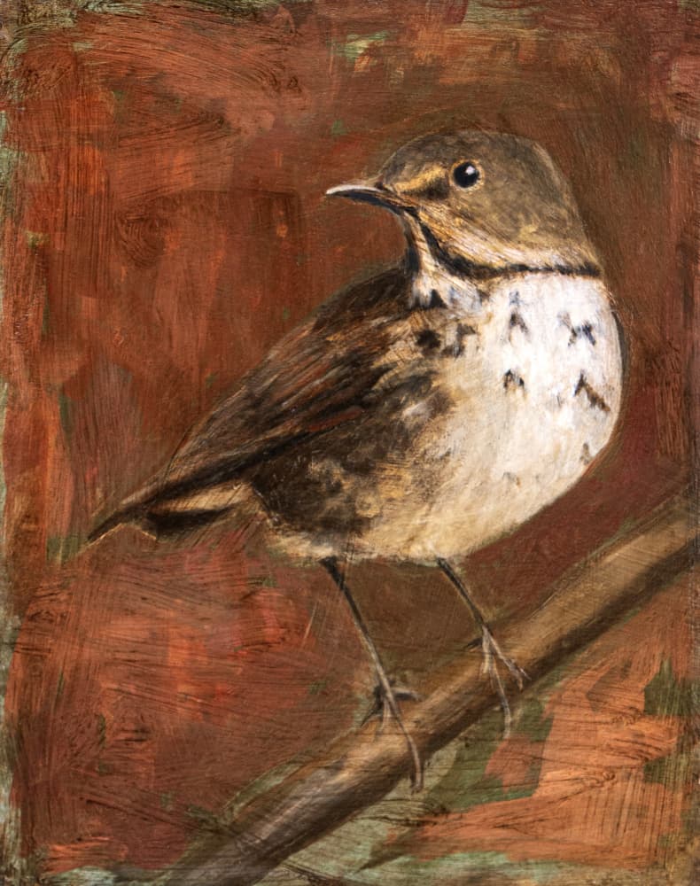 Speckled Thrush Perched by Claire Lerner — canvas wall art