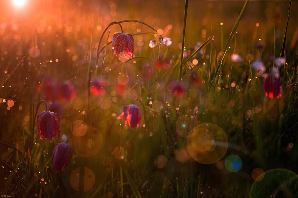 Sunrise Meadow Flowers by Wil Mijer — canvas wall art