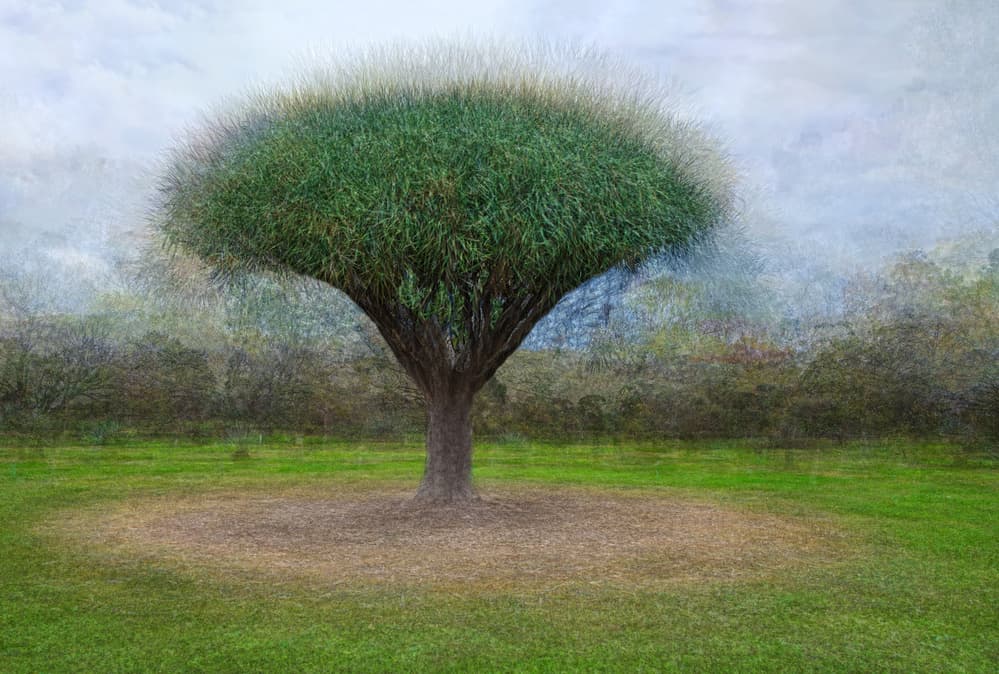 Dreamy Green Tree by Wayne Pearson — canvas wall art