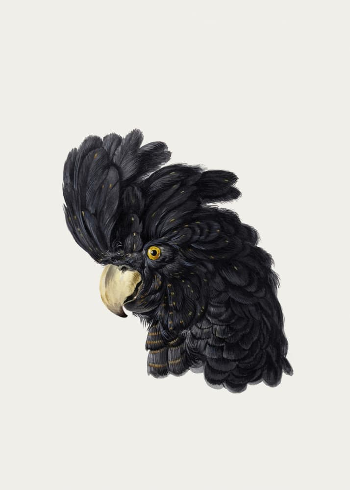 Head of a Cockatoo by Aert Schouman — canvas wall art