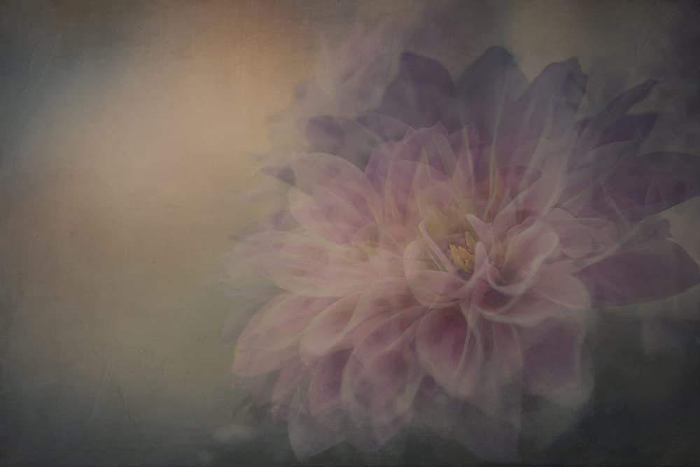 Soft Pink Dahlia by Katarina Holmström — canvas wall art