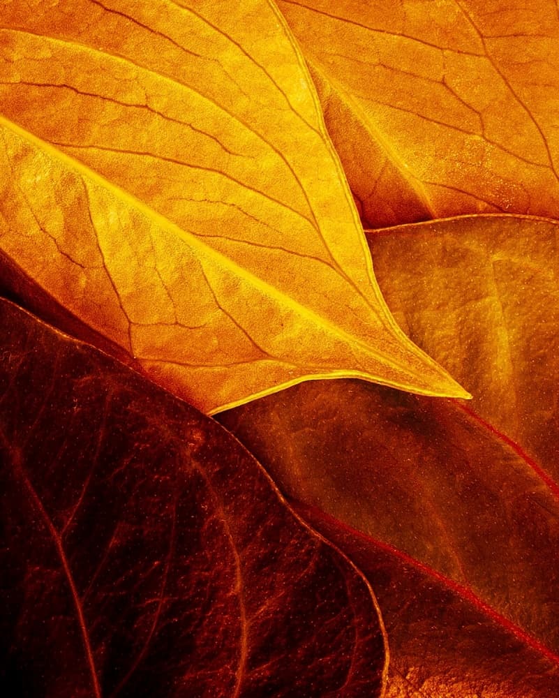 Golden Autumn Leaves by Luiz Laercio — canvas wall art