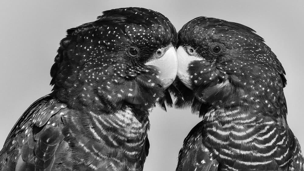 Affectionate Cockatoo Pair by Susan Moss — canvas wall art