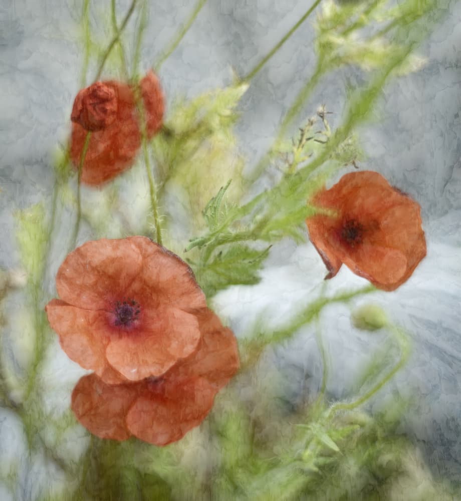 Dreamy Red Poppies by Marie-anne Stas — canvas wall art
