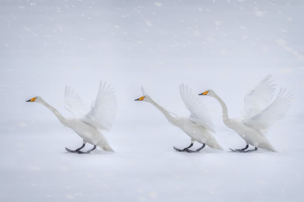 Winter Swan Flight