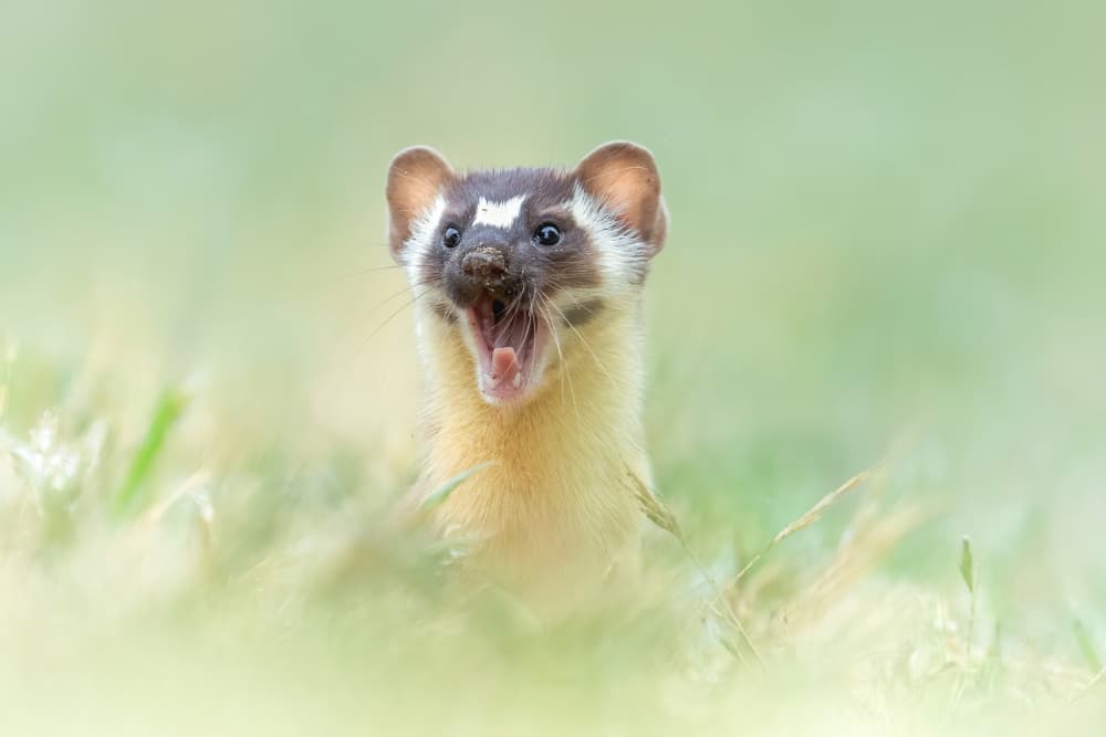Expressive Weasel Yawning by Jinchao Lyu — canvas wall art