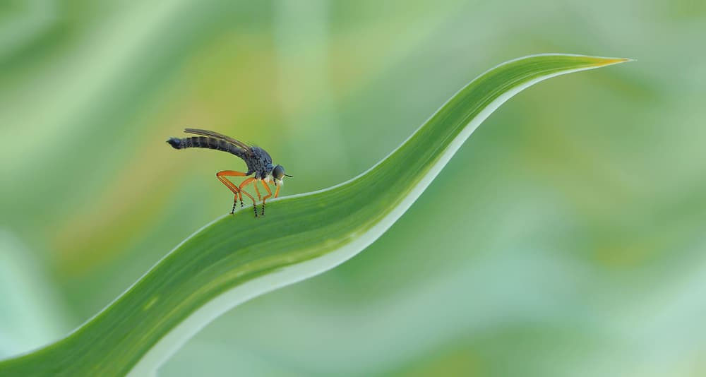 Robber Fly on Leaf by Thierry Dufour — canvas wall art