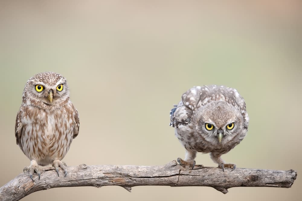 Curious Little Owls by Eyal Amer — canvas wall art