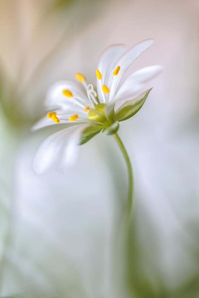Stitchwort soft by Mandy Disher — canvas wall art
