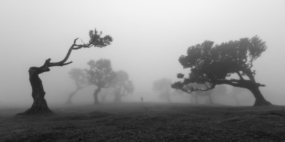 Gnarled Trees In Mist by Jochen Bongaerts — canvas wall art