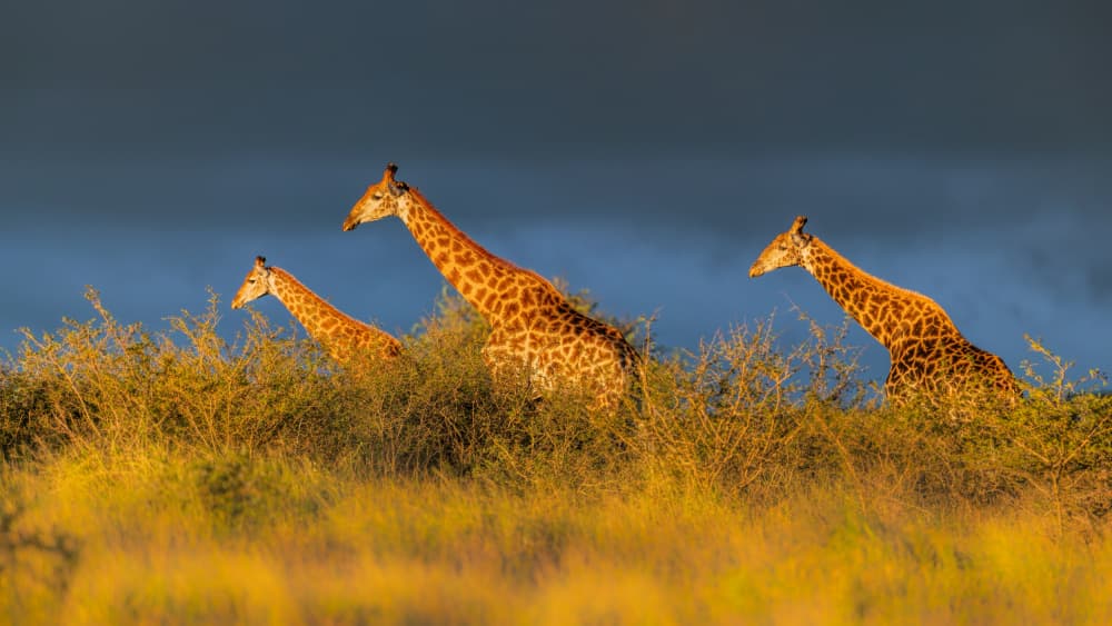 Three Giraffes Walking by Jun Zuo — canvas wall art