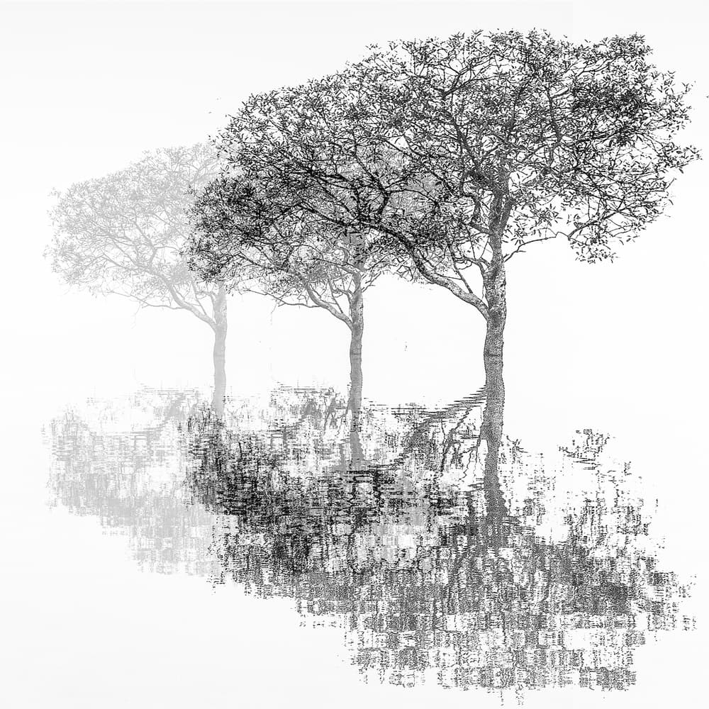 Ethereal Trees Reflection by Harry Verschelden — canvas wall art