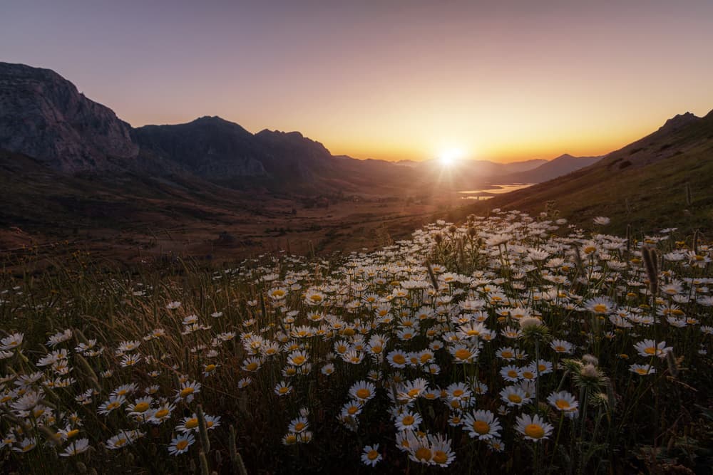 Daisy Field Sunrise by Sergio AbeVilla — canvas wall art