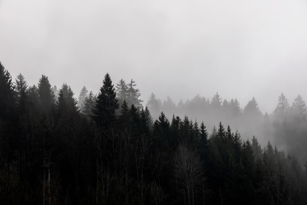 Foggy Woods 7 by Mareike Böhmer — canvas wall art