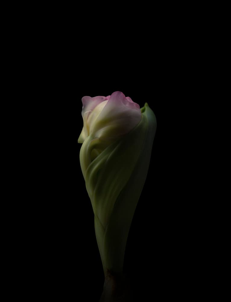Emerging Flower Bud by Lotte Grønkjær — canvas wall art