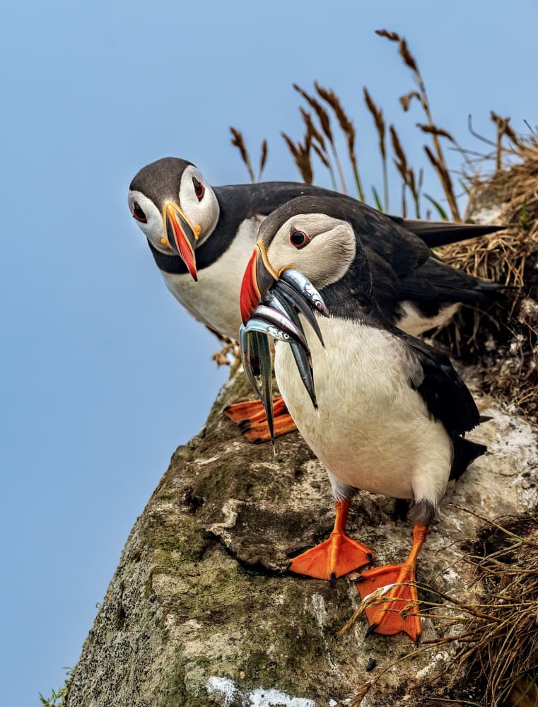 Atlantic Puffins with Fish by Ariel Ling — canvas wall art