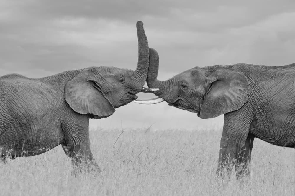 African Elephant Embrace by Jun Zuo — canvas wall art