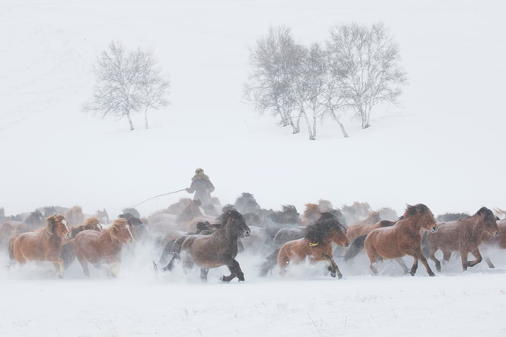 Horses in Winter Blizzard by Tony Xu — canvas wall art