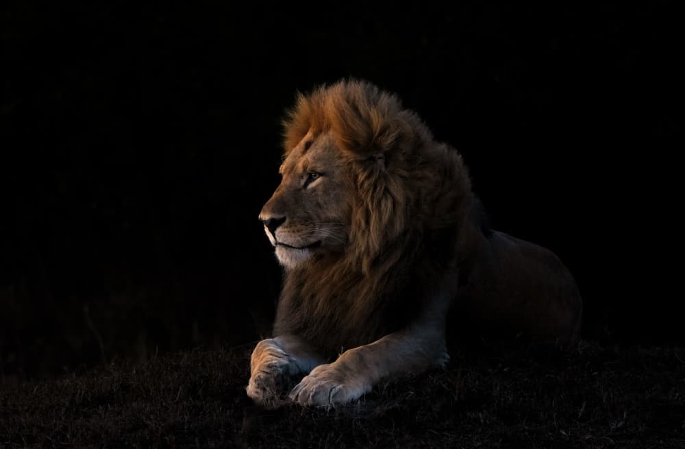 Lion's Golden Hour by MIN LI — canvas wall art