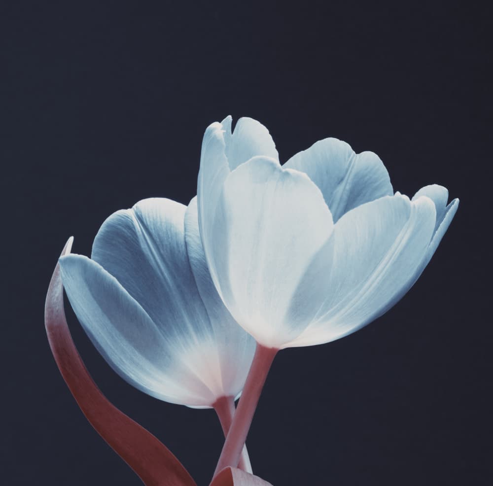Elegant Blue Tulips by Bilge Paksoylu — canvas wall art