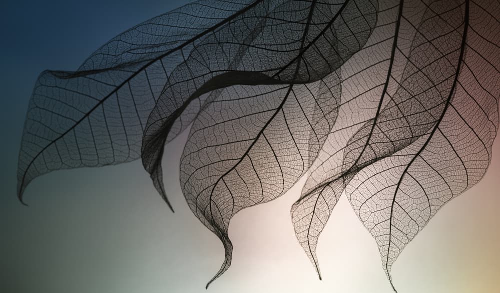 Ethereal Leaf Veins by Shihya Kowatari — canvas wall art