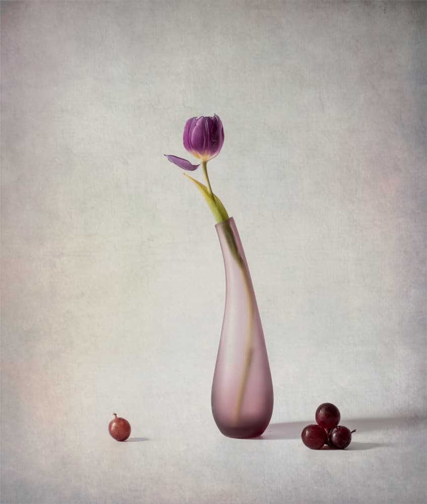 Purple Tulip Still Life by May G — canvas wall art