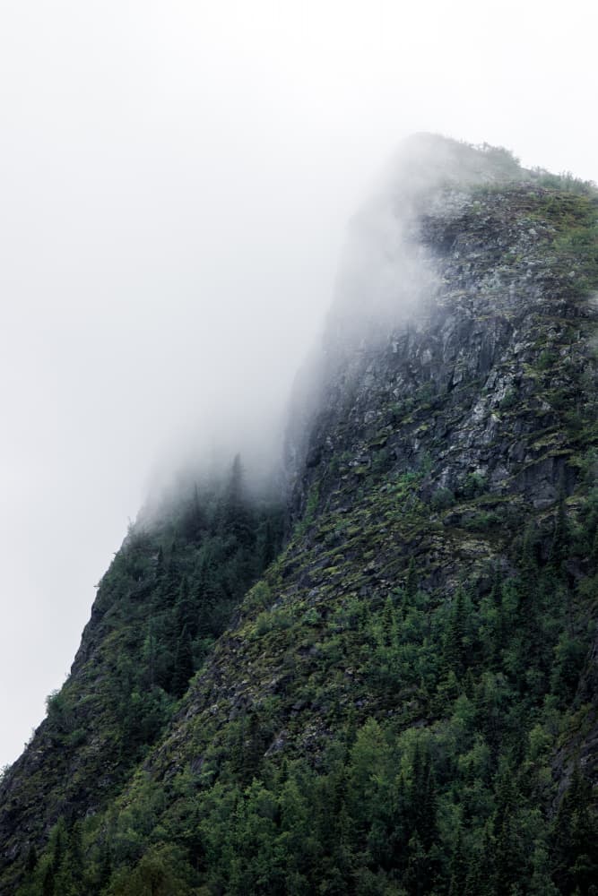 Misty Mountain Forest
