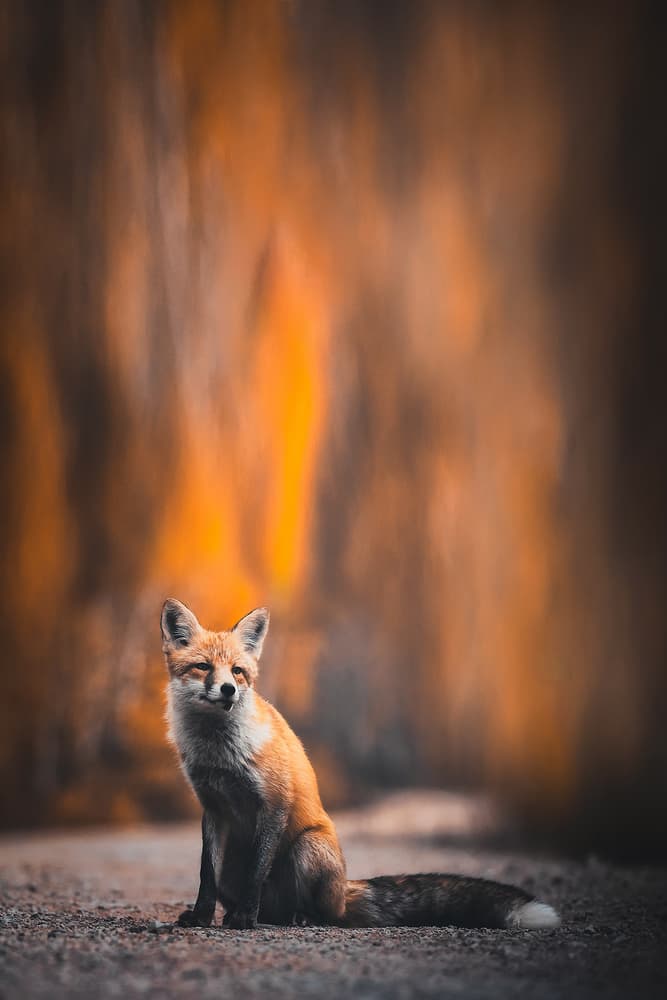 Red Fox in Autumn by TIANQI — canvas wall art
