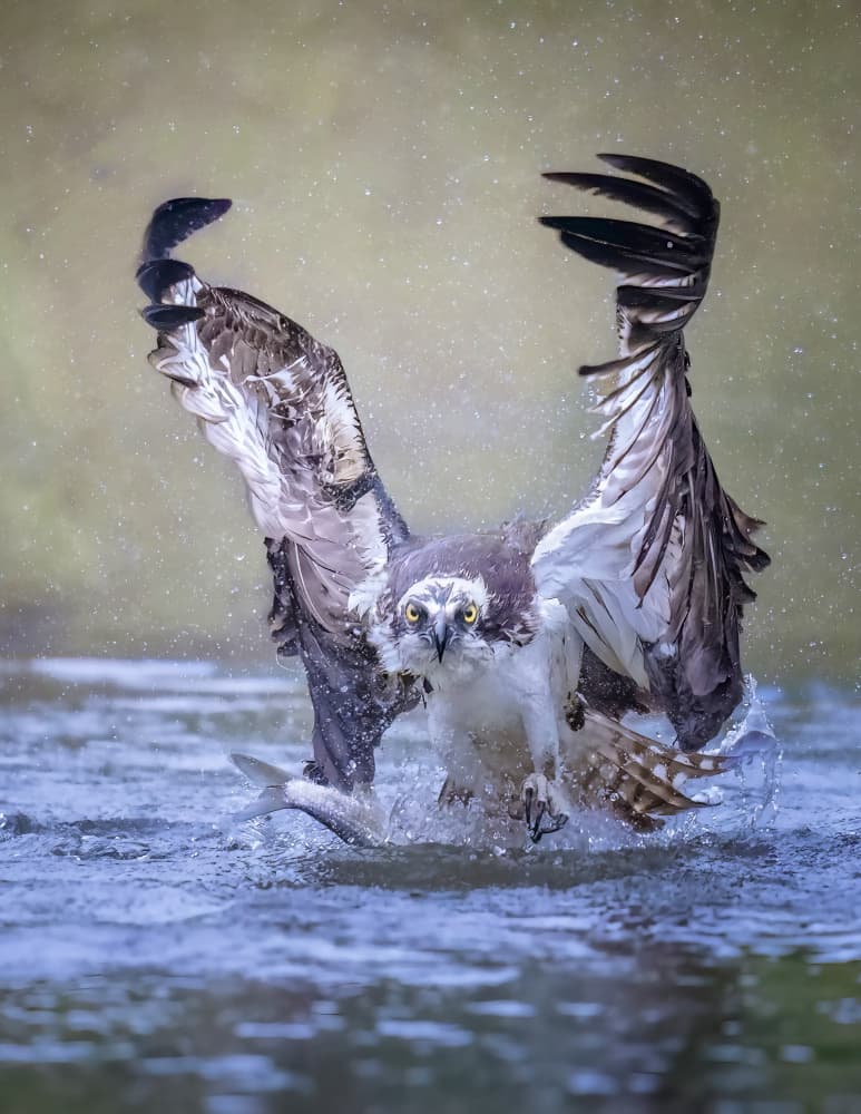 Osprey Fishing Splash by Tao Huang — canvas wall art