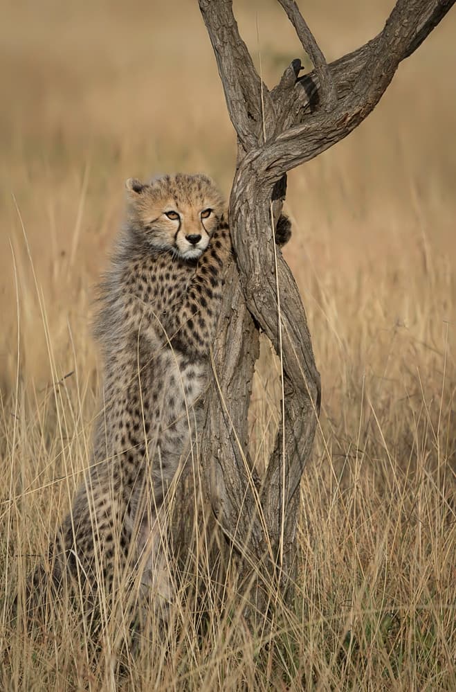 Watchful Cheetah Cub by Renee Doyle — canvas wall art