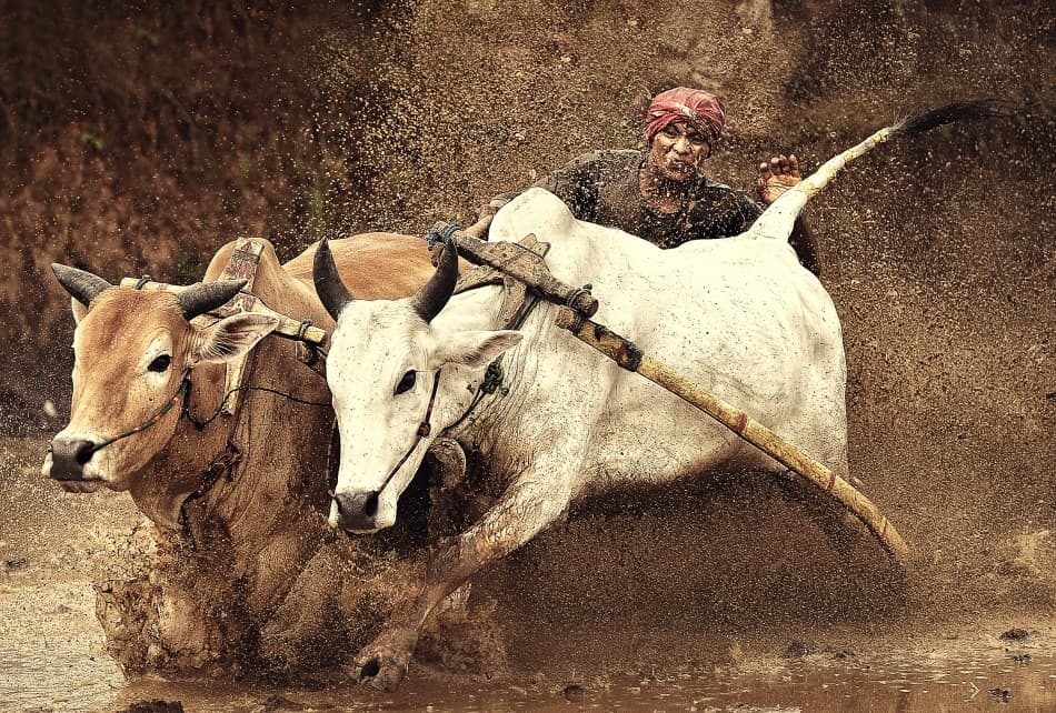 Muddy Bull Race by hardibudi — canvas wall art