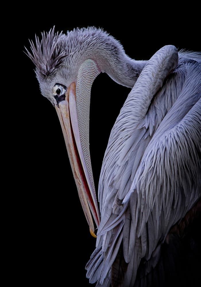 Graceful Pelican Preening by Hardik Pandya — canvas wall art