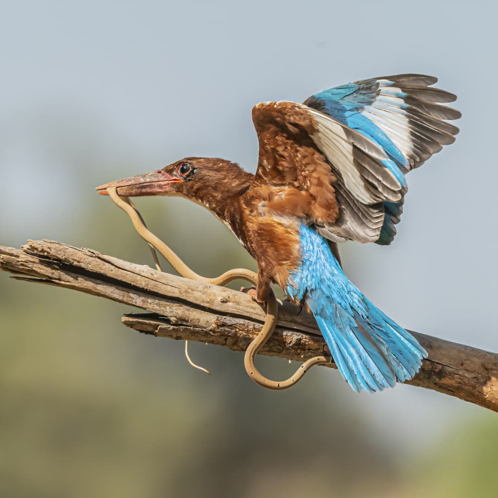 Vibrant Kingfisher Catches Snake by Boris Lichtman — canvas wall art