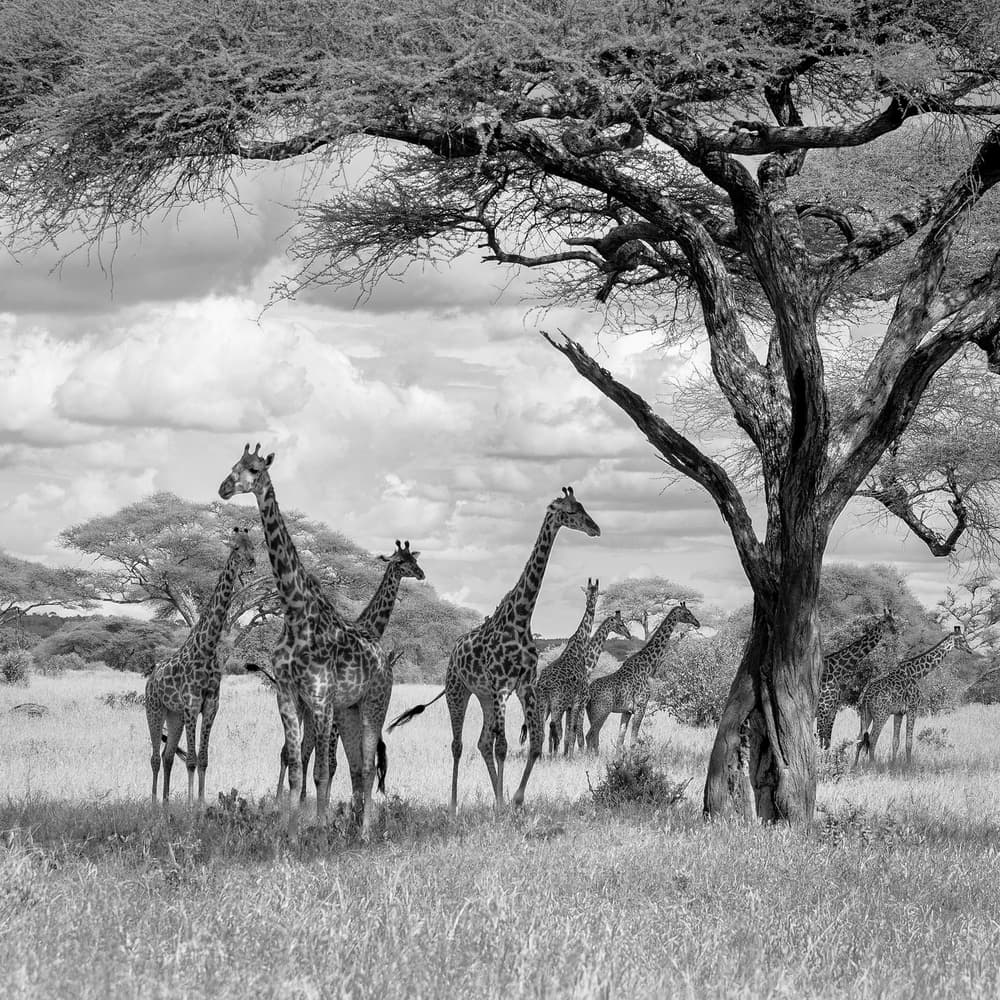 African Savanna Giraffes by Ali Khataw — canvas wall art