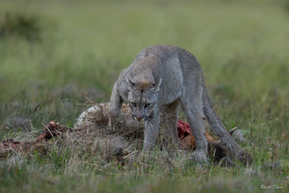 Puma Eating Prey by Rajat Dhesi — canvas wall art