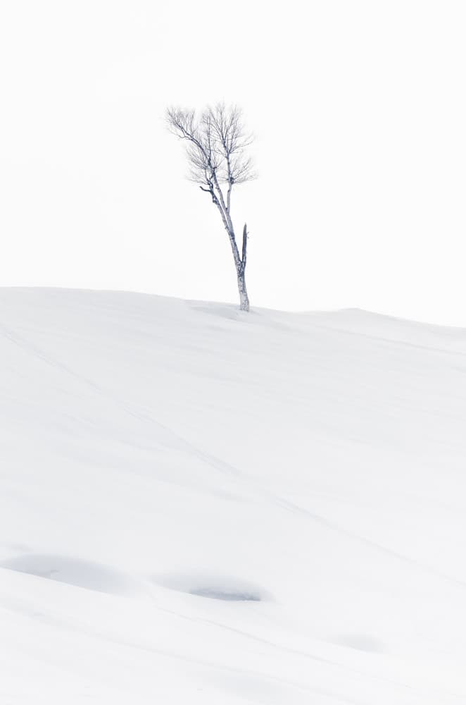 Solitary Winter Tree by Jassi Oberai — canvas wall art