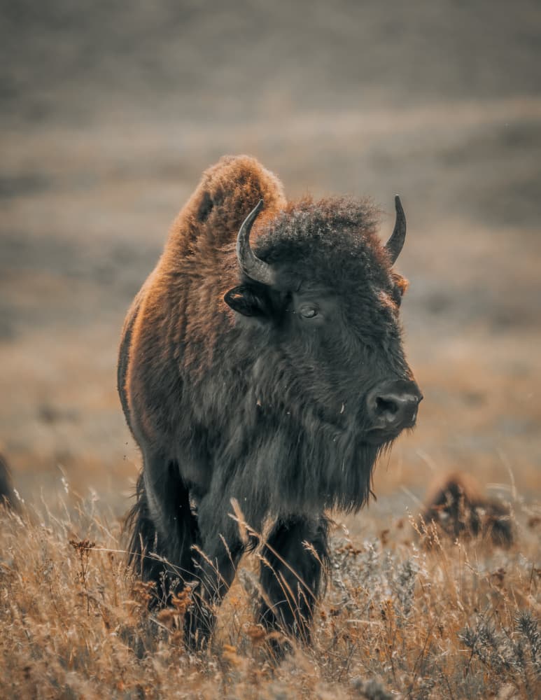 Majestic American Bison by Alex Zhao — canvas wall art