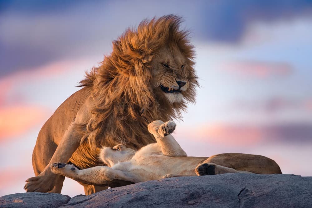 Golden Hour Lions by Mario Vigo — canvas wall art