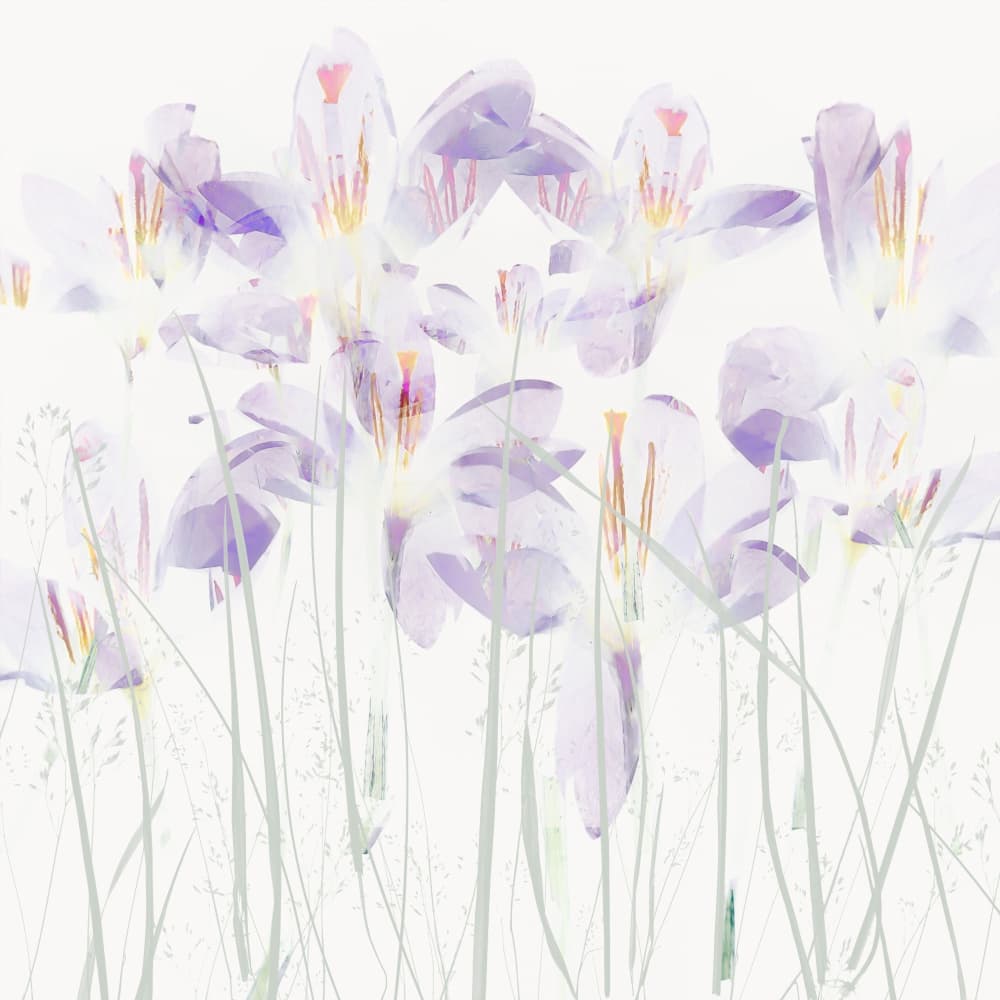 Crocuses in the grass by Nel Talen — canvas wall art