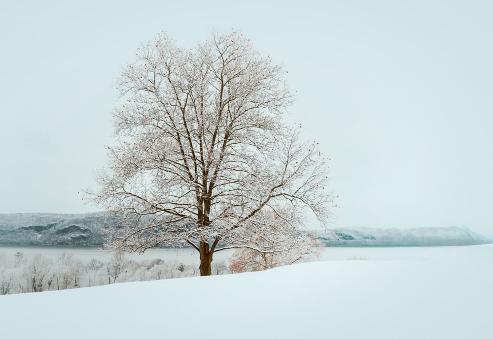 Snowy Winter Serenity by Wei (David) Dai — canvas wall art