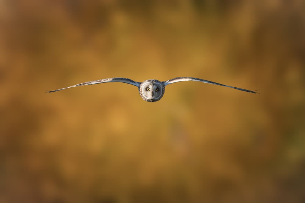 Golden Flight Owl by Tony Xu — canvas wall art