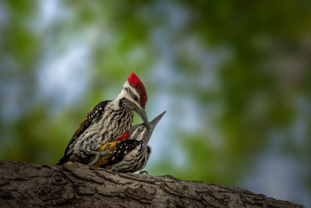 Woodpecker Parent Feeding Chick by Anita Singh — canvas wall art