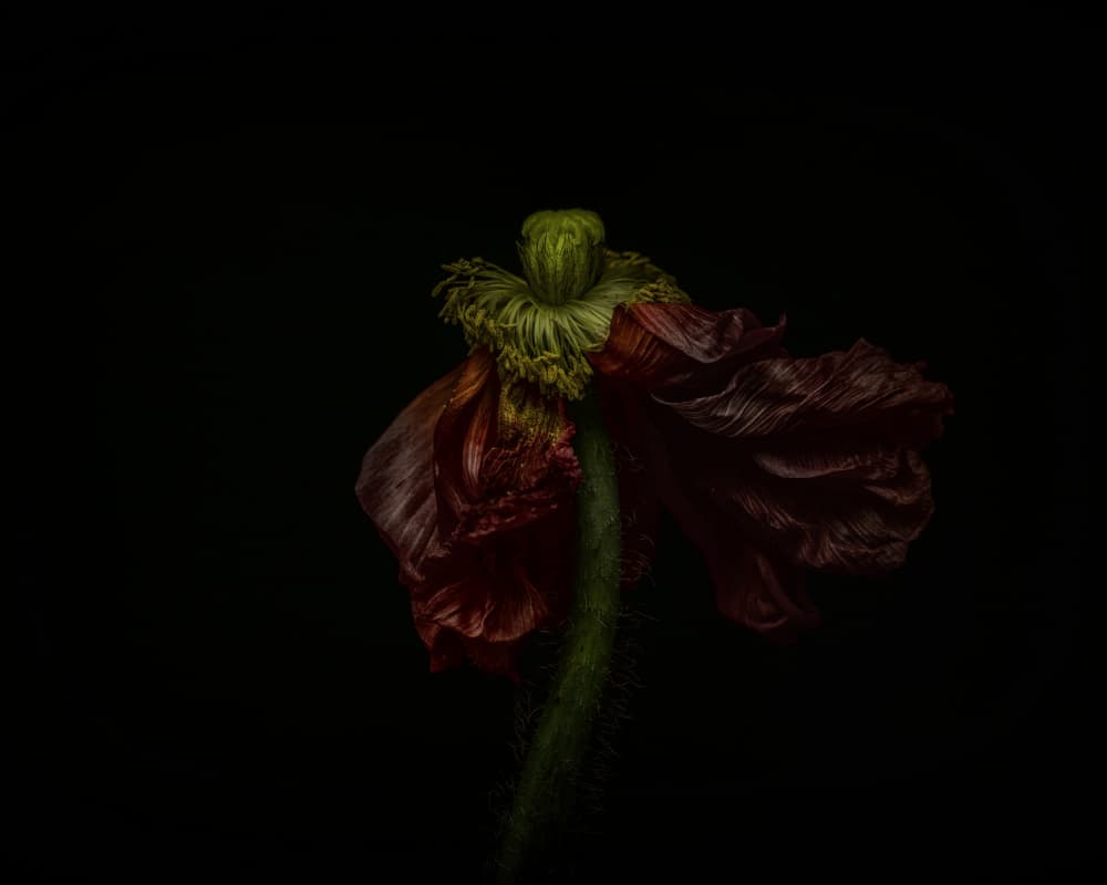 Elegant Wilting Poppy by Lotte Grønkjær — canvas wall art
