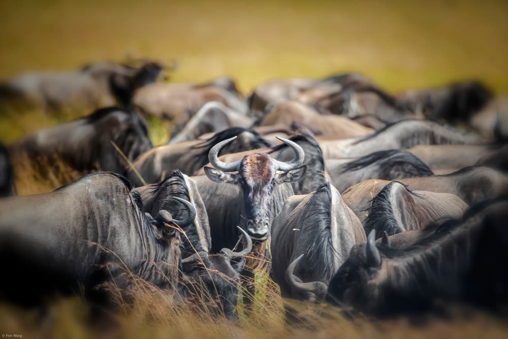 African Wildebeest Stare by Fion Wong — canvas wall art