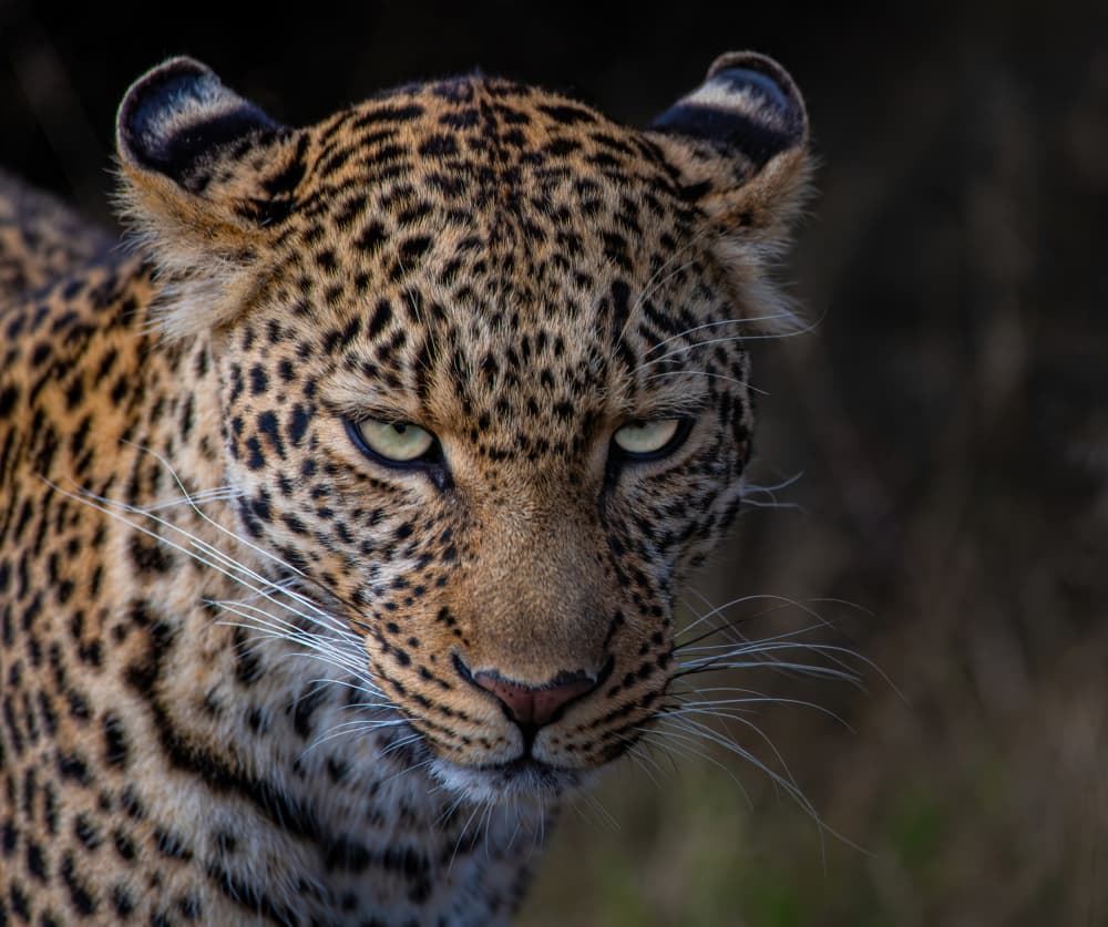 Intense Leopard Gaze by Amro — canvas wall art